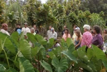 Class on taro propagation